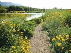 -洪湖湿地生态园