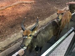 -清迈夜间动物园