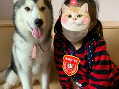 -Husky Go! 哈士奇体验馆·宠物咖啡厅狗咖