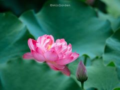 -沐仙湖湿地公园