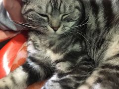 -猫咪博物馆(顶澳仔猫街店)