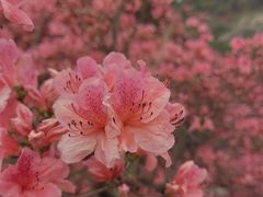 -木兰云雾山