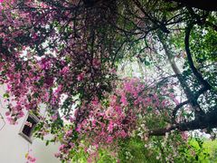 -深圳国际园林花卉博览园