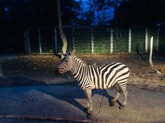 -清迈夜间动物园