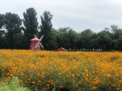 -北京东方普罗旺斯薰衣草庄园