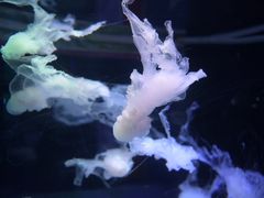 -左海海底世界