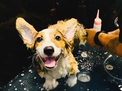 -Goku PET SHOP宠物视觉生活馆(双井店)