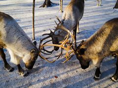 -北极村旅游风景区
