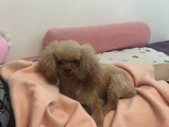 -酷狗靓猫宠物·洗护·美容·寄养(航北路店)