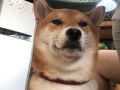 -柴犬高等学院·狗咖·柴犬售卖·宠物训练