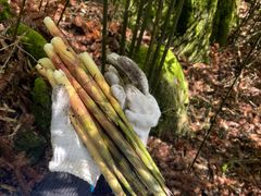 -武陵山森林公园