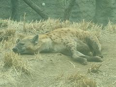 -北京野生动物园