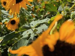 -汉长安城未央宫国家考古遗址公园