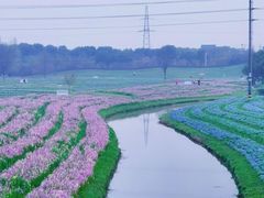 -花开海上生态园