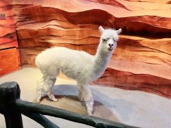 -酷嗒动物文化乐园(cutezoo西溪乐天城店)