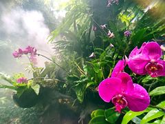 -呀诺达热带雨林