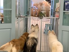 -安格丽娜·狗咖·猫咖羊驼咖(春熙路百盛商场店)