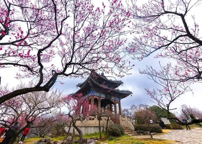 南京梅花山一个赏花好去处,漫天花海