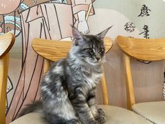-Let's go狗咖·猫咖·奶狗·桌游(春熙路IFS店)