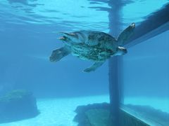 -珠海长隆海洋王国