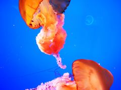 -太平洋海底世界