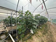 -尚果生态采摘园