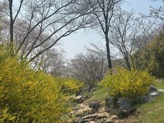 -羊山湖公园