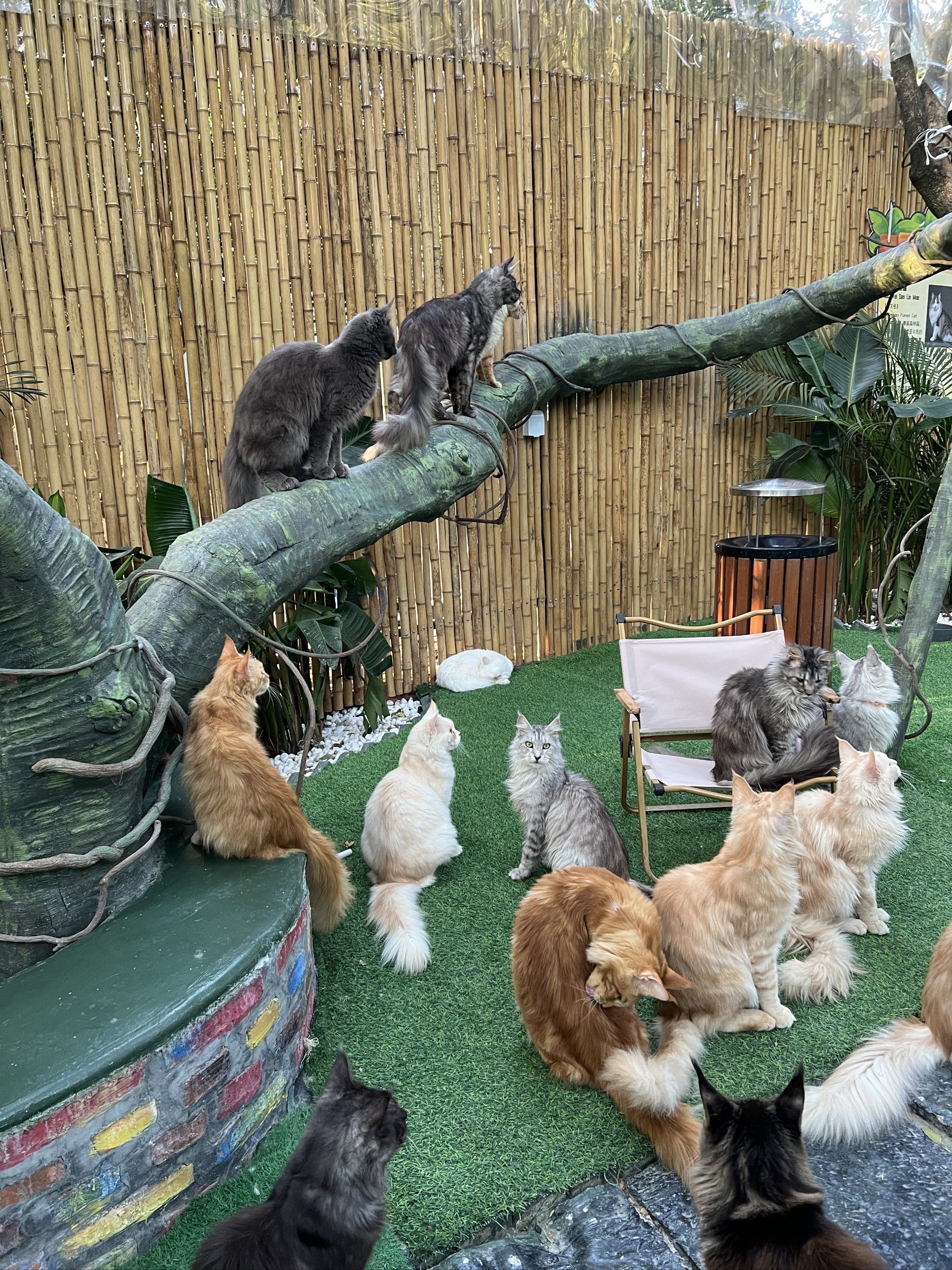 猫咪天地～宠物乐园