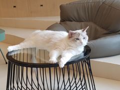 -飞行喵MR PILOT|猫舍·猫咖(静安大融城店)