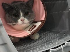 -伟伟宠物医院·CT影像中心·瑞派犬猫综合性门诊(汉口总院)