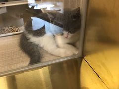-飞行喵MR PILOT|猫舍·猫咖(静安大融城店)