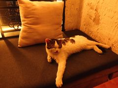 -Sirena海妖日咖夜酒