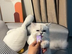 -翊宠yipet猫狗购宠庄园犬舍•猫舍