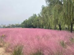 -微山湖红荷湿地景区
