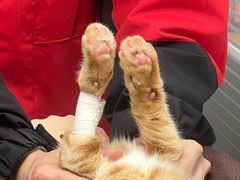 -伟伟宠物医院·CT影像中心·瑞派犬猫综合性门诊(汉口总院)