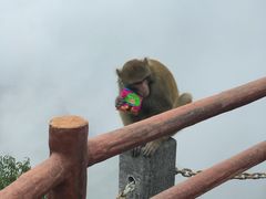-神农山景区