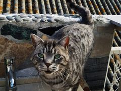 -喵屿·大理花园猫咖