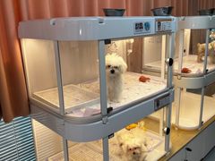 -翊宠yipet猫狗购宠庄园犬舍•猫舍