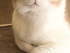 -MOYOYO猫咪咖啡店