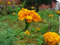 -报恩寺(平武县)