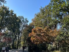 -岳麓山风景名胜区