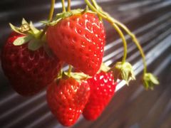 -庆丰包子铺(百旺店)