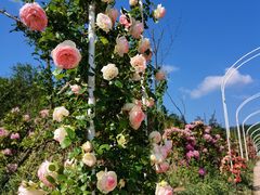 -名花谷生态庄园