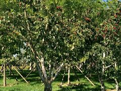 -武清南湖绿博园