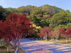 -广州市帽峰山景区