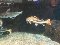 -太平洋海底世界