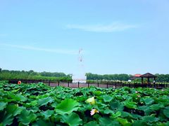 -荷塘月色湿地公园·向阳花洲