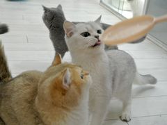 -喵的天空名猫咖啡馆·撸猫·猫舍·用品