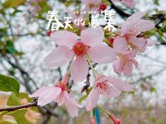 -天适樱花悠乐园