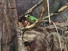 -正佳雨林生态植物园